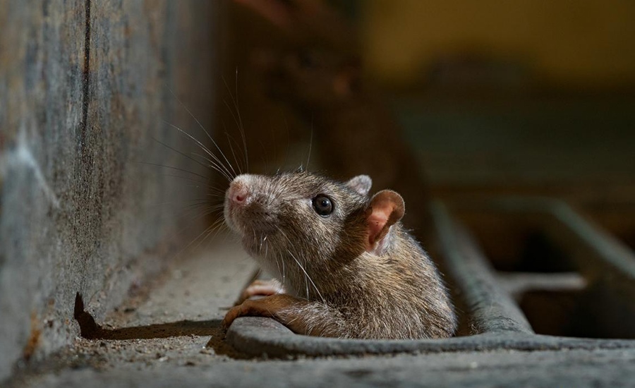 青島滅老鼠公司帶你看超市老鼠防制的難點和痛點