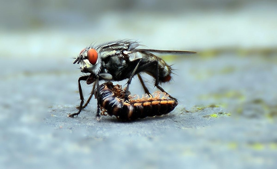 青島滅蚊蠅教你哪些簡易方法可以讓果蠅無處遁逃